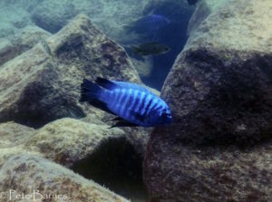 Labeotropheus fuelleborni 'Chinyamwezi Island'